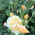 Garden Rose - PEACH & APRICOT - Roald Dahl 50cm - (10 stems)