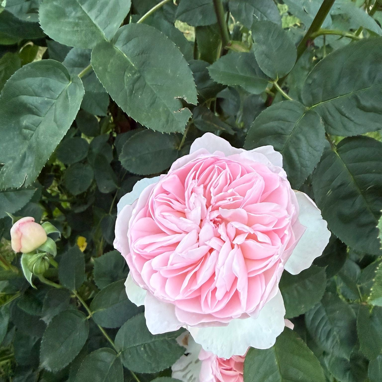 Garden Rose - PINK - Gentle Hermione 50cm - (10 stems)
