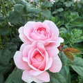 Garden Rose - PINK - Queen of Sweden 50cm - (10 stems)