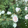 Garden Rose - WHITE & PINK- Desdemona 50cm - (10 stems)