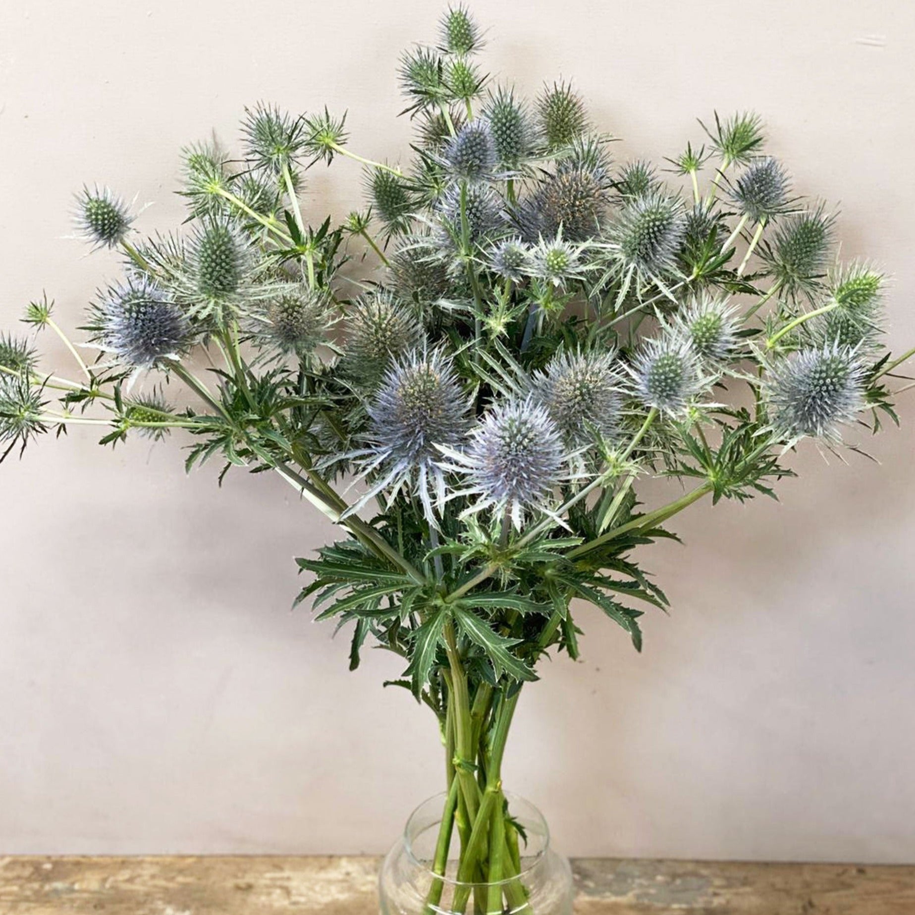 Eryngium - SILVER/BLUE/GREEN - Anita 50cm - (10 or 100 stems)