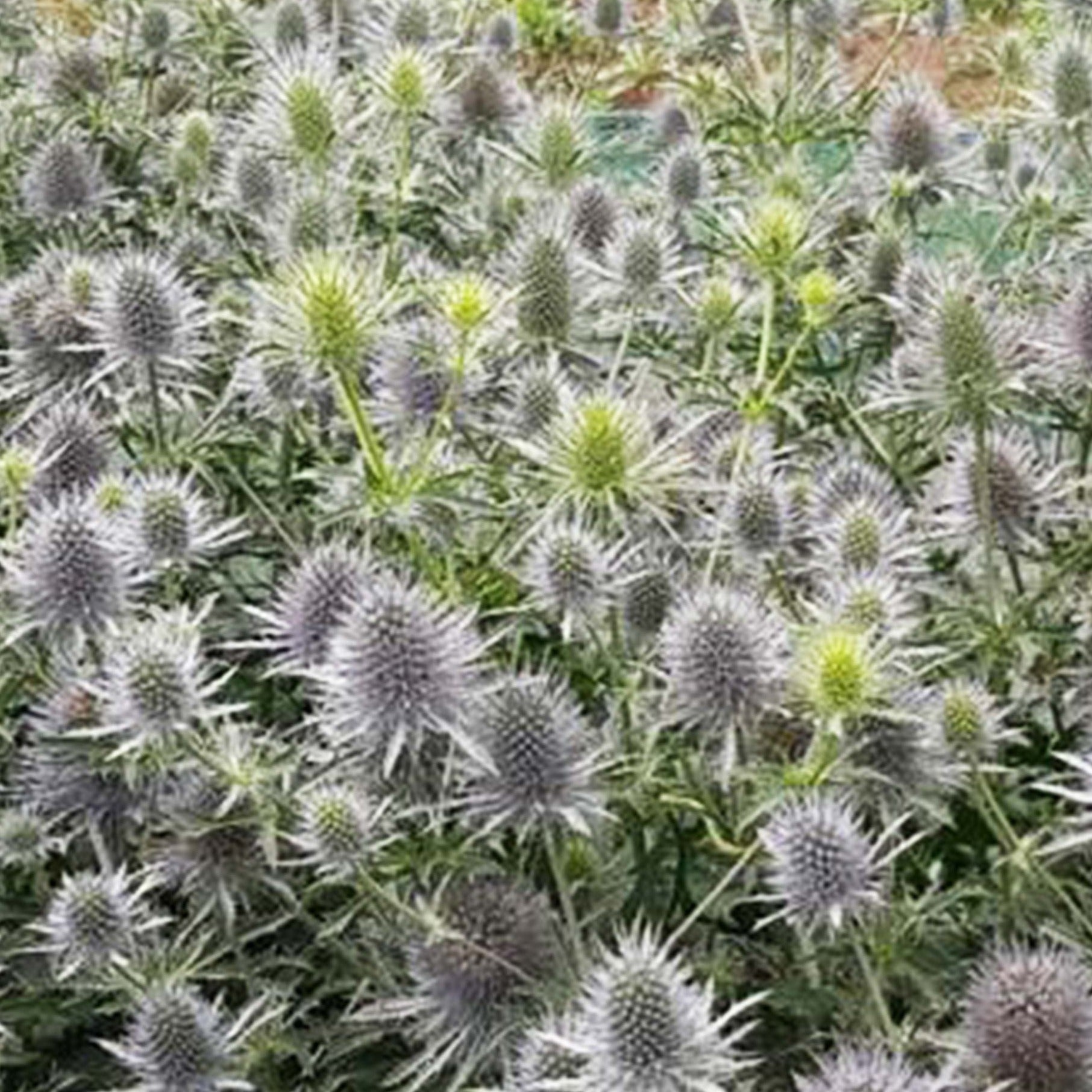 Eryngium - SILVER/BLUE/GREEN - Anita 50cm - (10 or 100 stems)