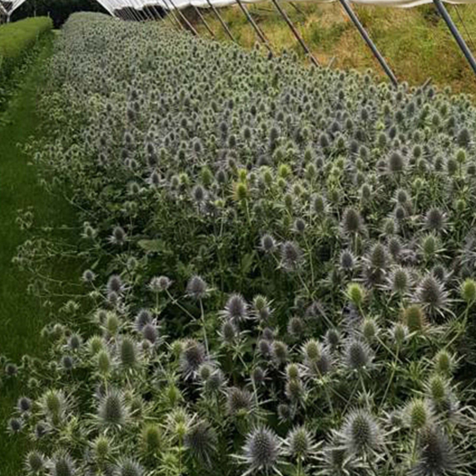 Eryngium - SILVER/BLUE/GREEN - Anita 50cm - (10 or 100 stems)