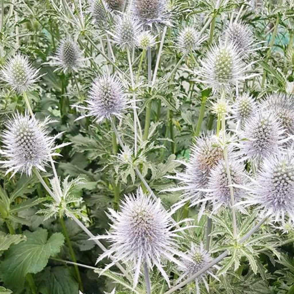 Eryngium - SILVER/BLUE/GREEN - Anita 50cm - (10 or 100 stems)