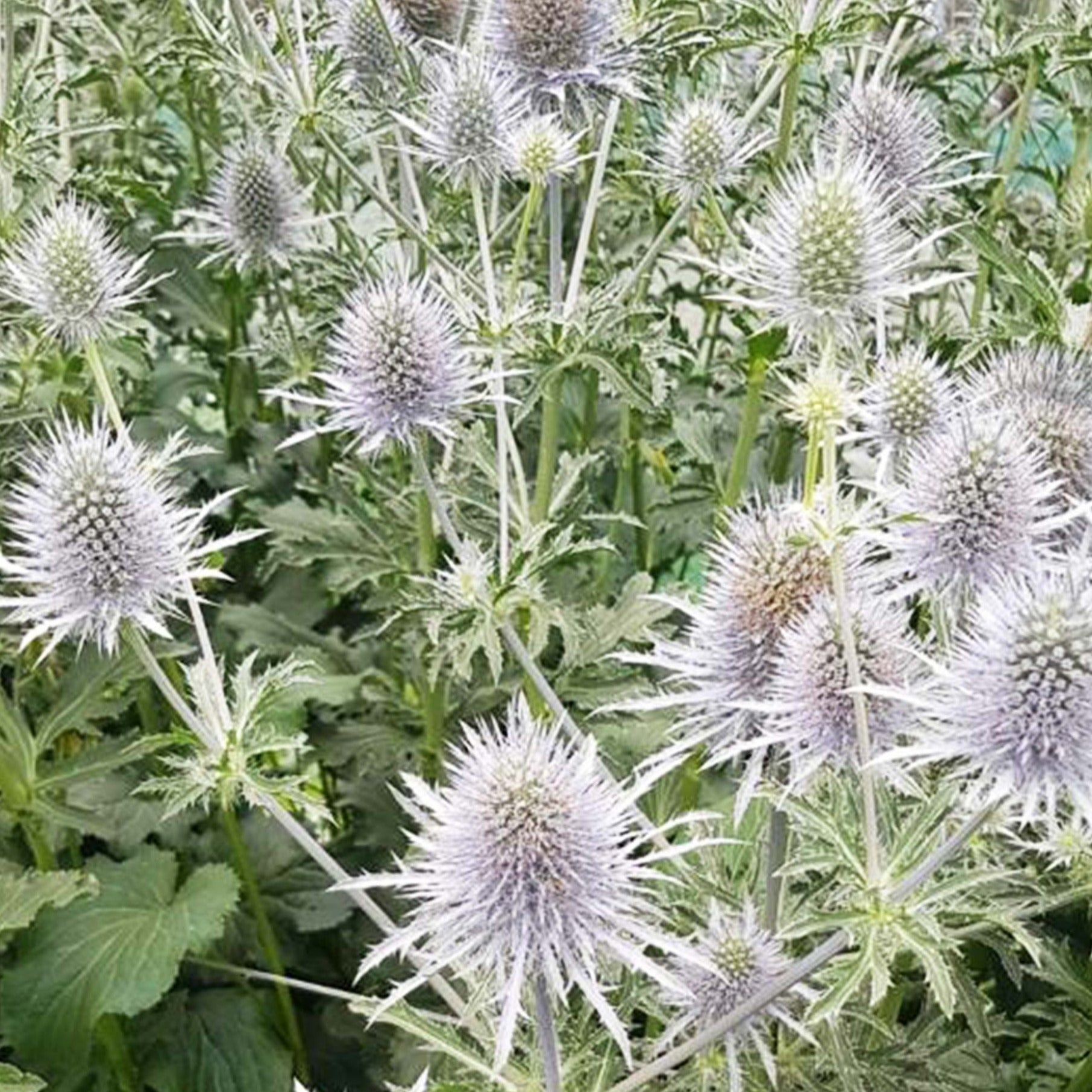 Eryngium - SILVER/BLUE/GREEN - Anita 50cm - (10 or 100 stems)