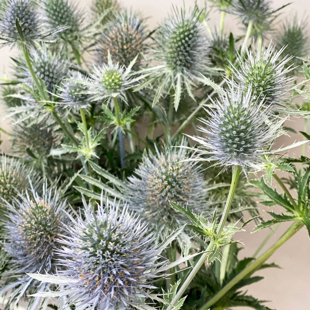 Eryngium - SILVER/BLUE/GREEN - Anita 50cm - (10 or 100 stems)